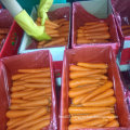 New Harvest of Good Quality of Fresh Carrot